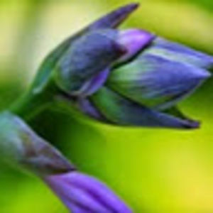 Meet your Posher, Hayley